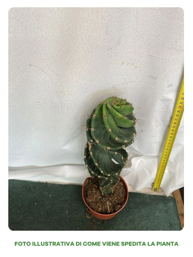 CACTUS JAMACARU SPIRALIS, VASO 10.5CM