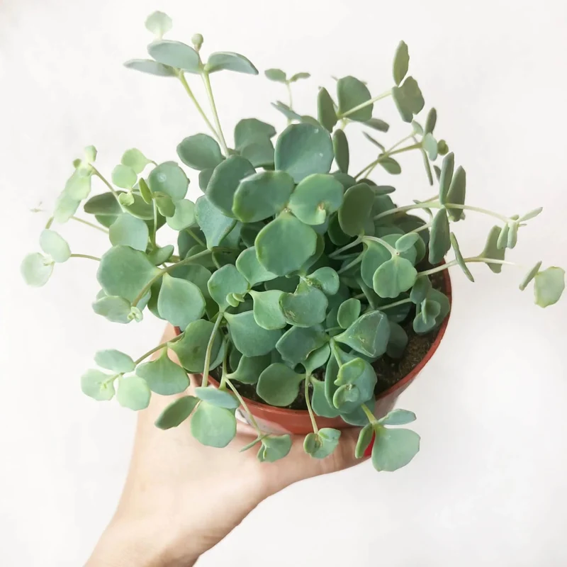 PIANTA SEDUM SIEBOLDII, VASO 12CM