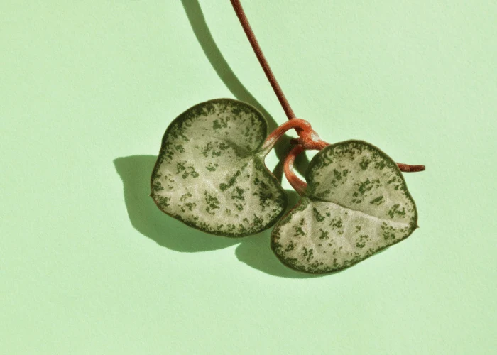 PIANTA CEROPEGIA WOODII, VASO 11-12CM