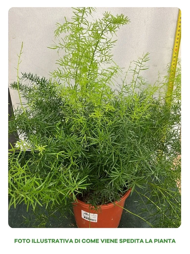ASPARAGUS SPRENGERI, IN VASO DA 17CM