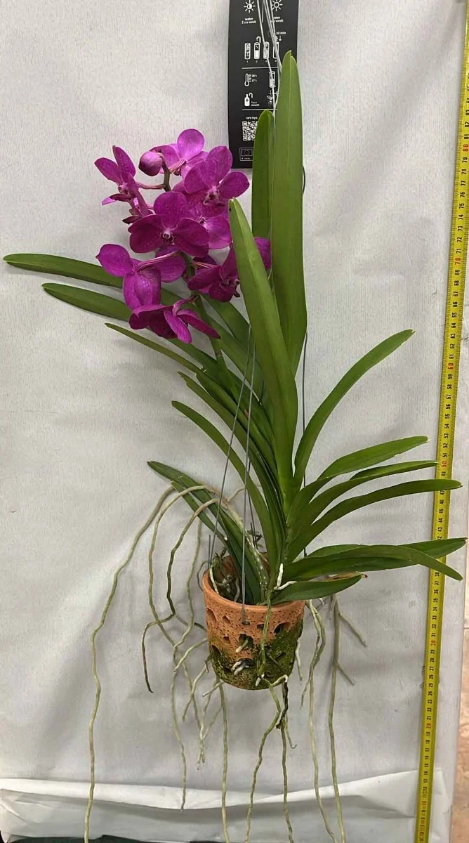 ORCHIDEA VANDA DA APPENDERE IN VASO 11CM COLORE ASSORTITO