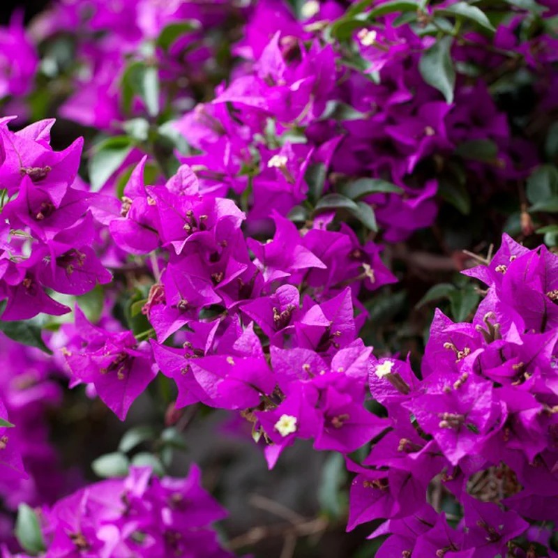 BOUGAINVILLEA SANDERIANA GLABRA VASO 21CM