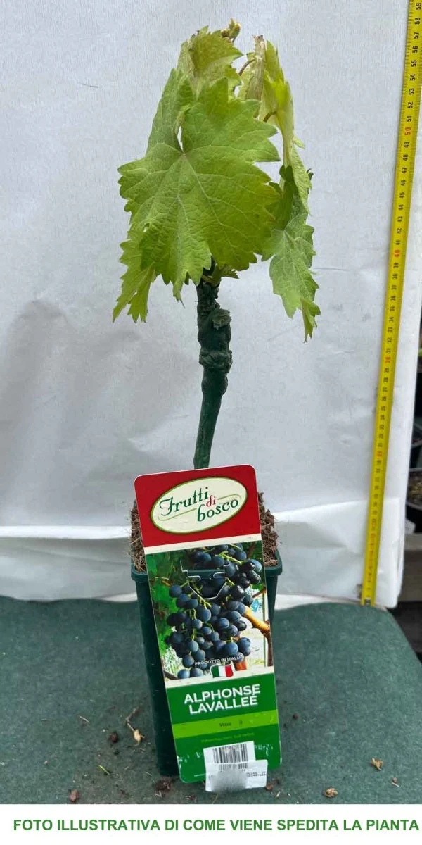 UVA DA TAVOLA FRAGOLA NERA IN VASO 12CM