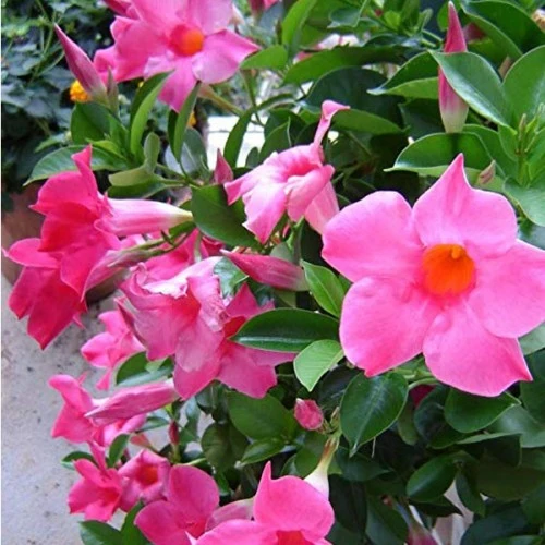 DIPLADENIA COLORE ASSORTITO IN VASO 21CM CON ARCO