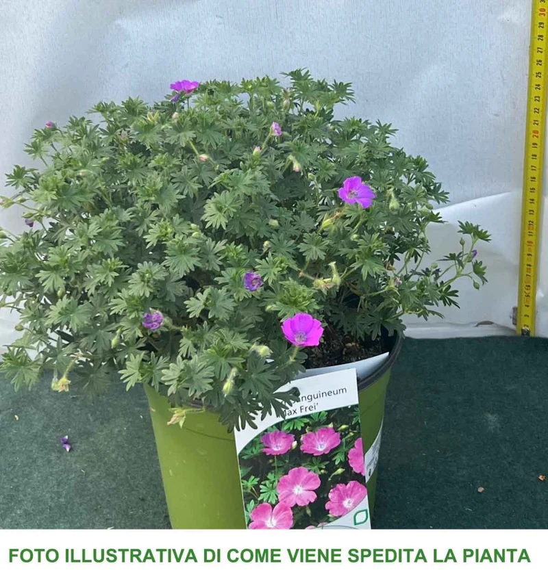 GERANIUM SANGUINEUM MAX FREI VASO 18CM