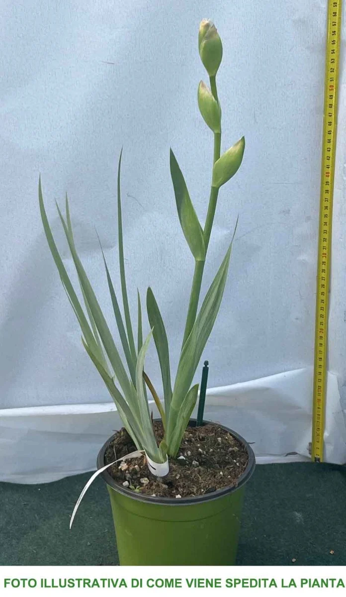 IRIS GERMANICA IMMORTALITY IN VASO 17CM