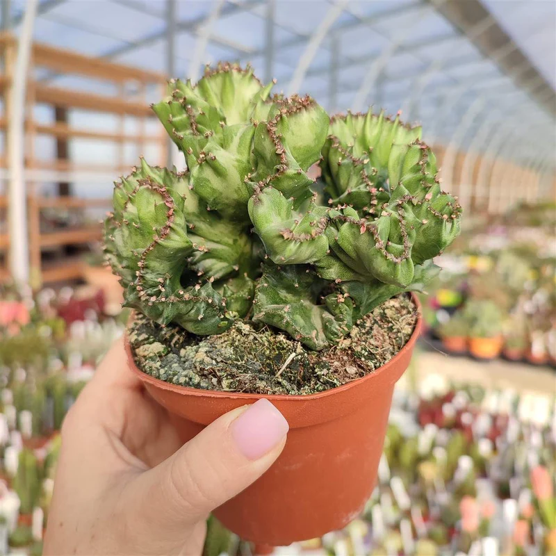 EUPHORBIA LACTEA CRESTATA VASO 18CM