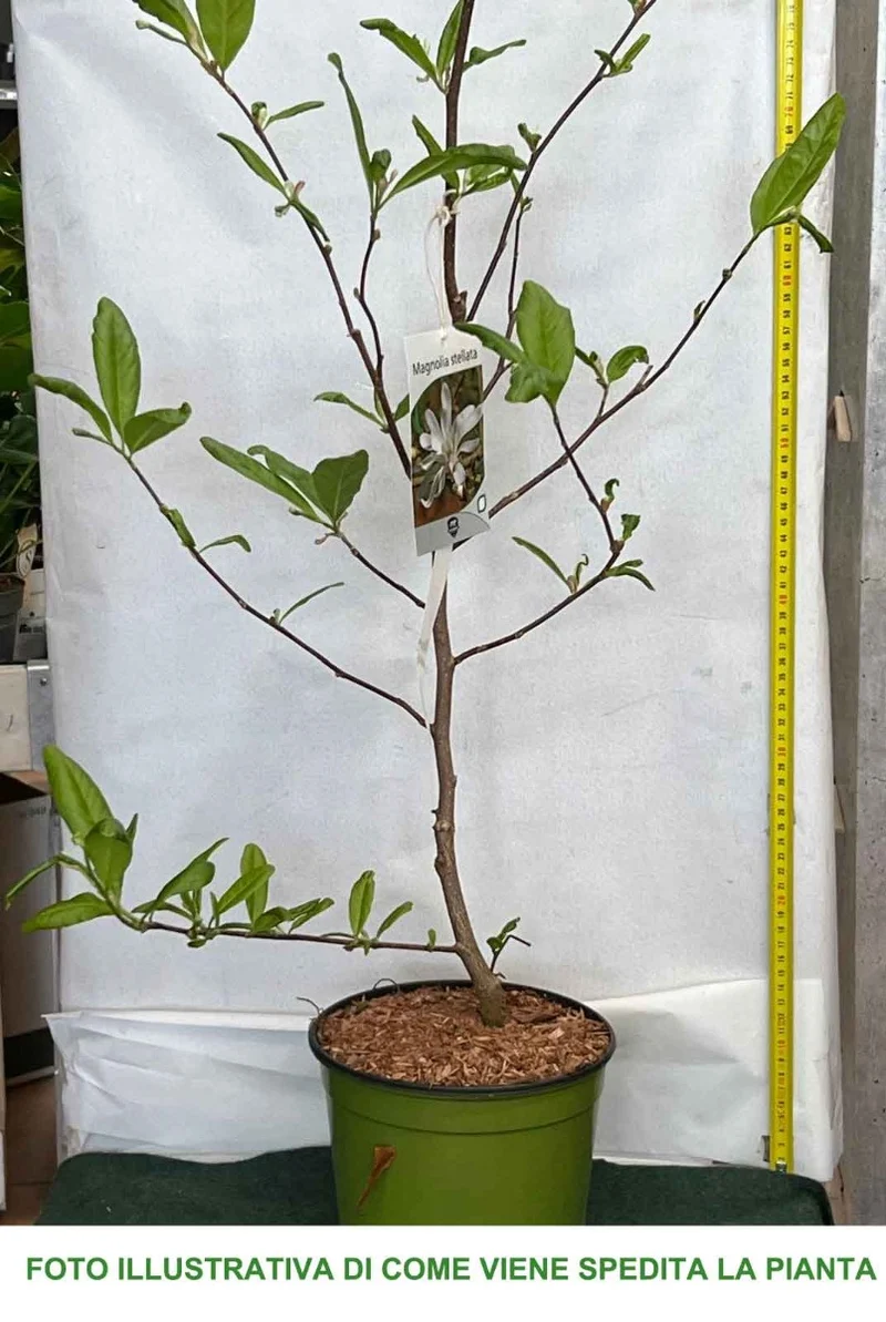 MAGNOLIA STELLATA BIANCA VASO 18CM