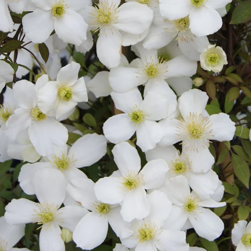 CLEMATIDE SPRING JOY VASO 16CM