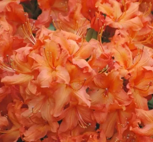 AZALEA MOLLIS ARANCIONE IN VASO 17CM