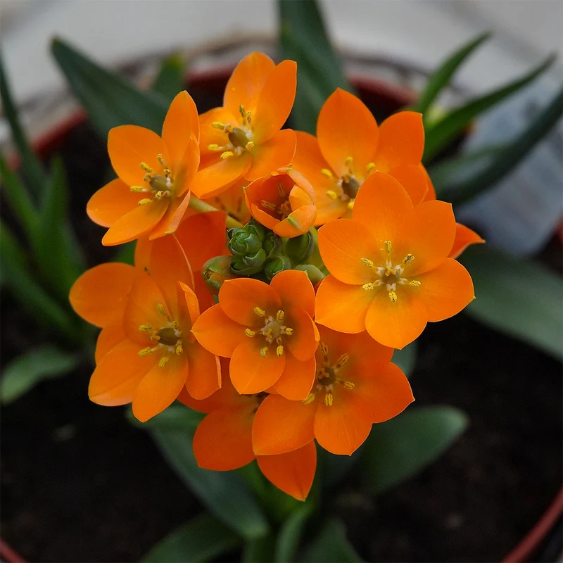 ORNITHOGALUM ARANCIONE VASO 15CM