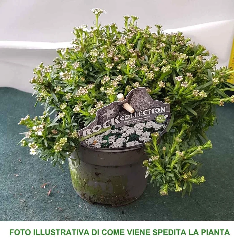 IBERIS SEMPERVIRENS VASO 13CM
