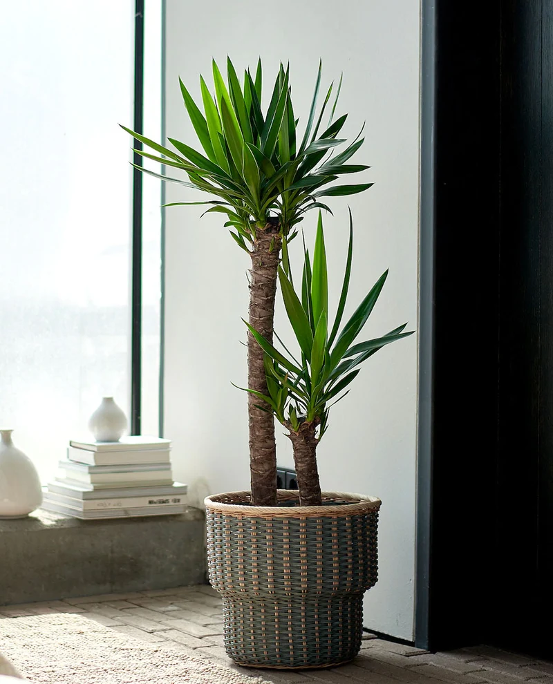 YUCCA VASO 21CM