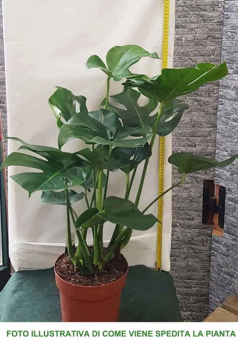 MONSTERA DELICIOSA VASO 21CM