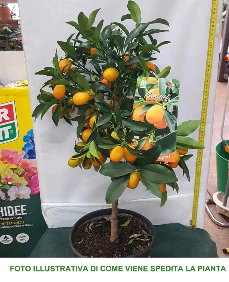 KUMQUAT MARGARITA MANDARINO CINESE IN VASO 20CM