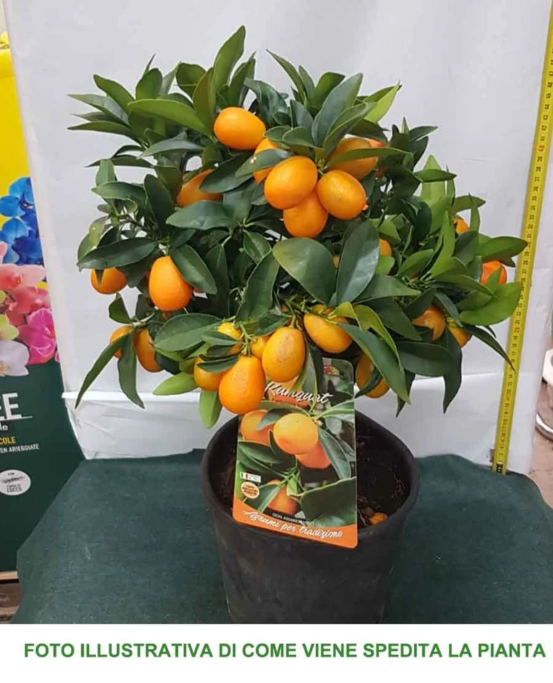 KUMQUAT MARGARITA MANDARINO CINESE IN VASO 18CM