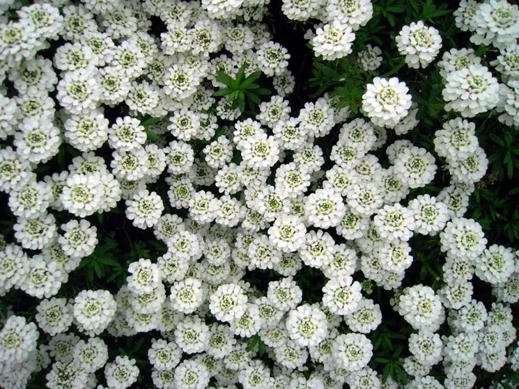 IBERIS SEMPERVIRENS VASO 14CM