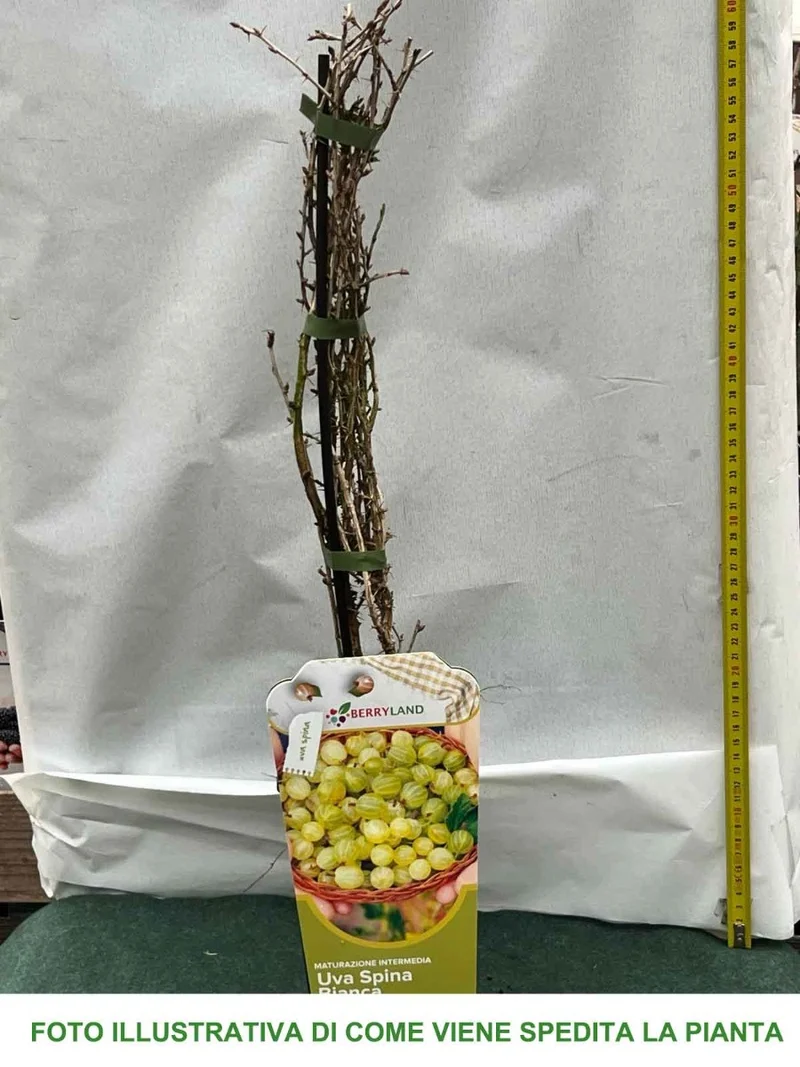 UVA SPINA BIANCA HINNONMAKI GELB IN VASO 2 LITRI