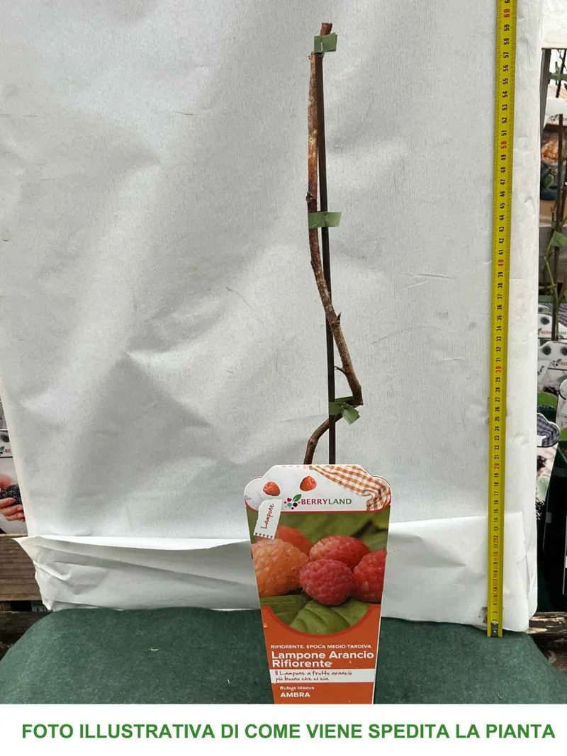 LAMPONE ARANCIO RIFIORENTE AMBRA VASO 2 LITRI