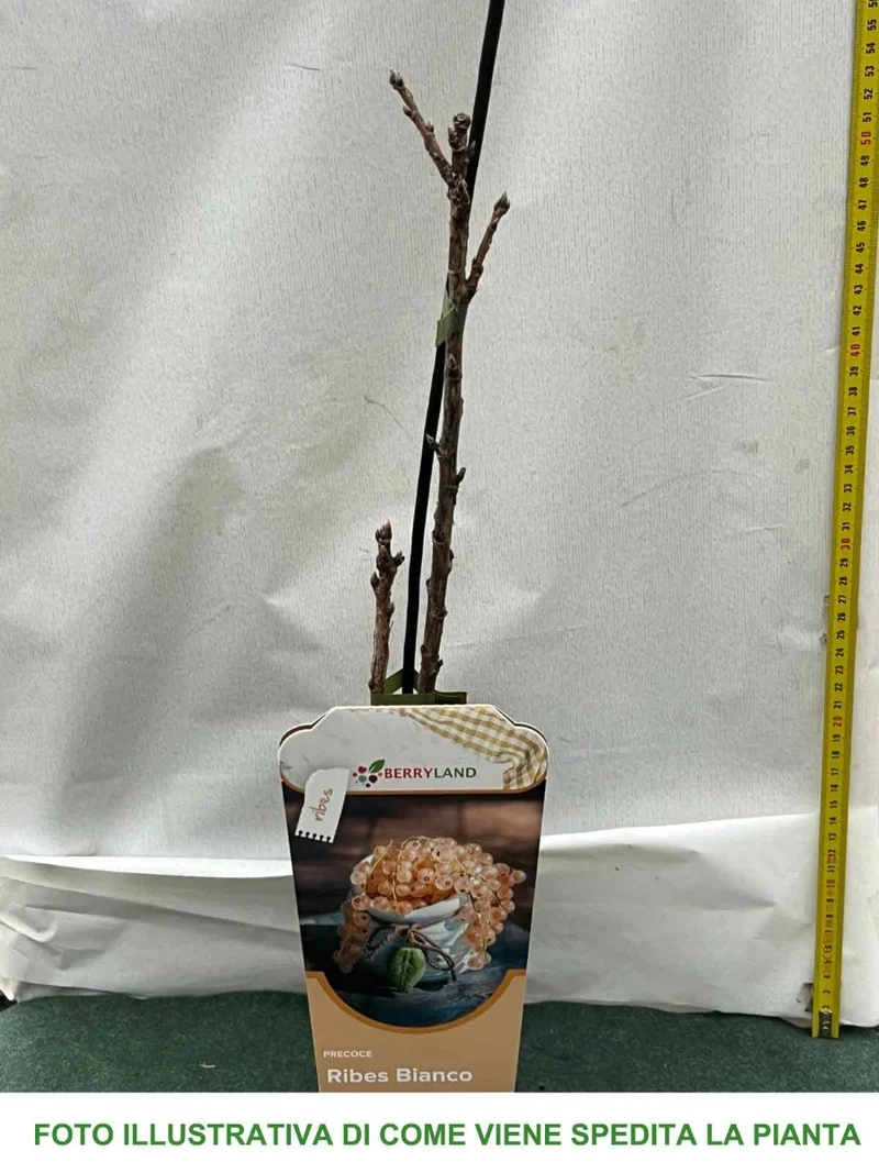 RIBES BIANCO ZITAVIA (1 PIANTA)