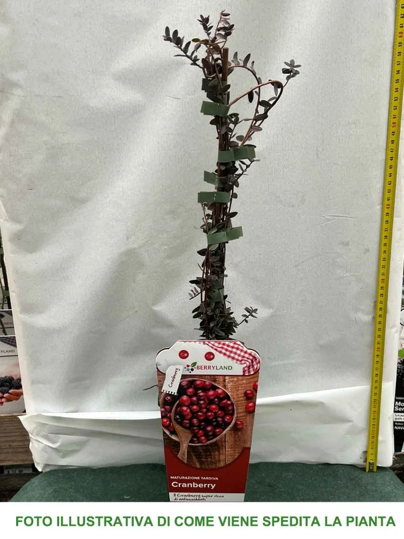 MIRTILLO AMERICANO CRANBERRY VASO 2 LITRI
