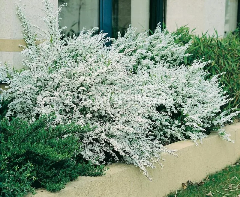 SPIRAEA THUNBERGII IN VASO 18CM