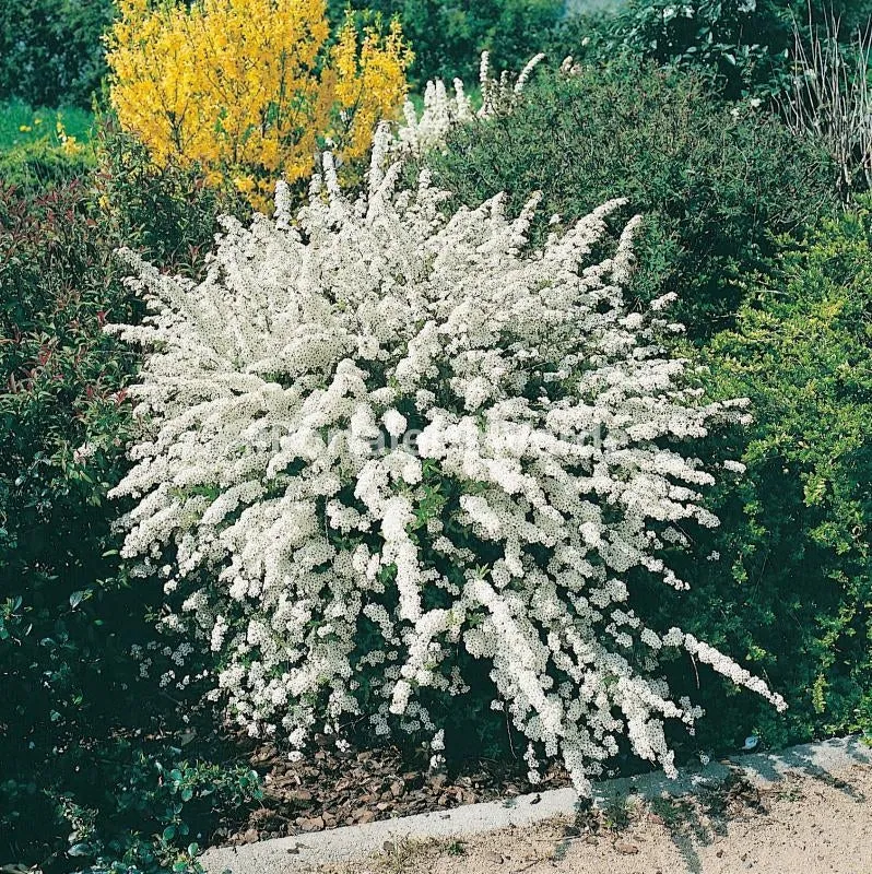 SPIRAEA ARGUTA IN VASO 18CM