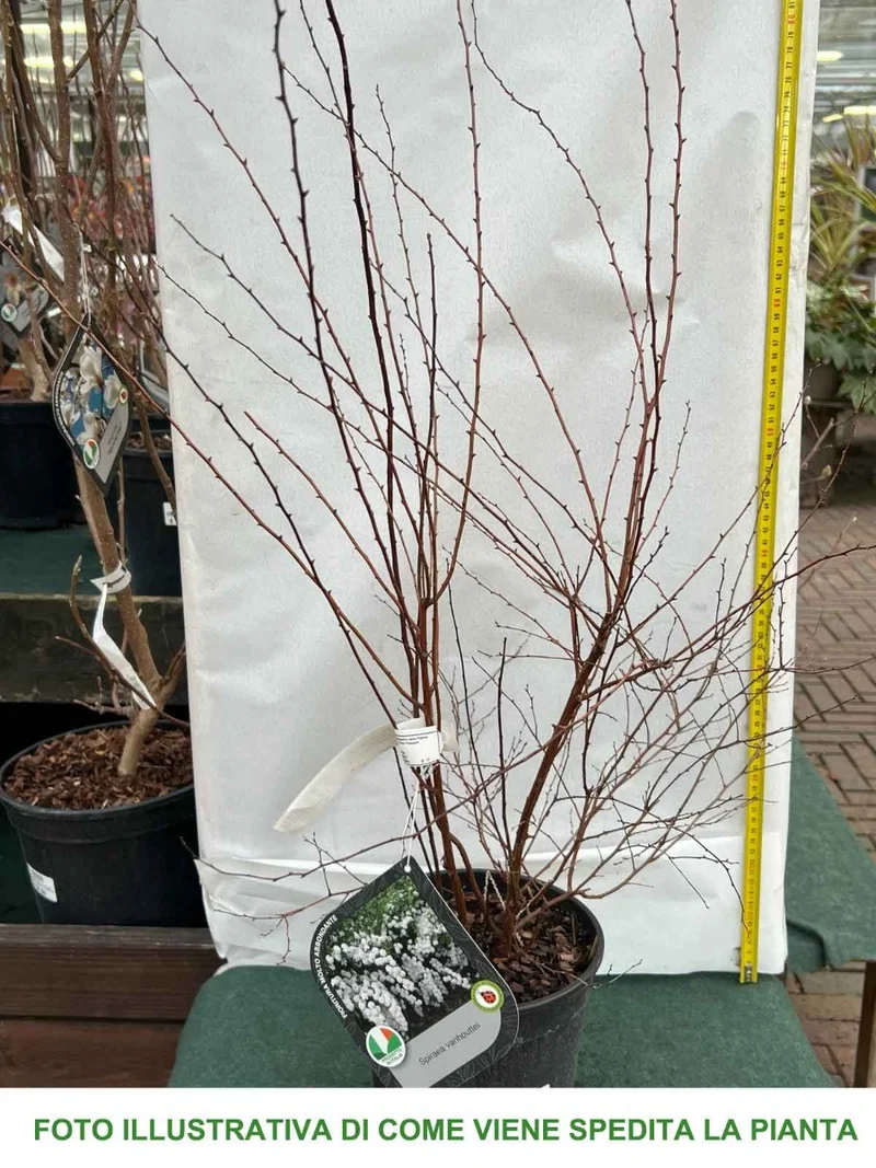 SPIRAEA VANHOUTTEI BIANCA IN VASO 18CM