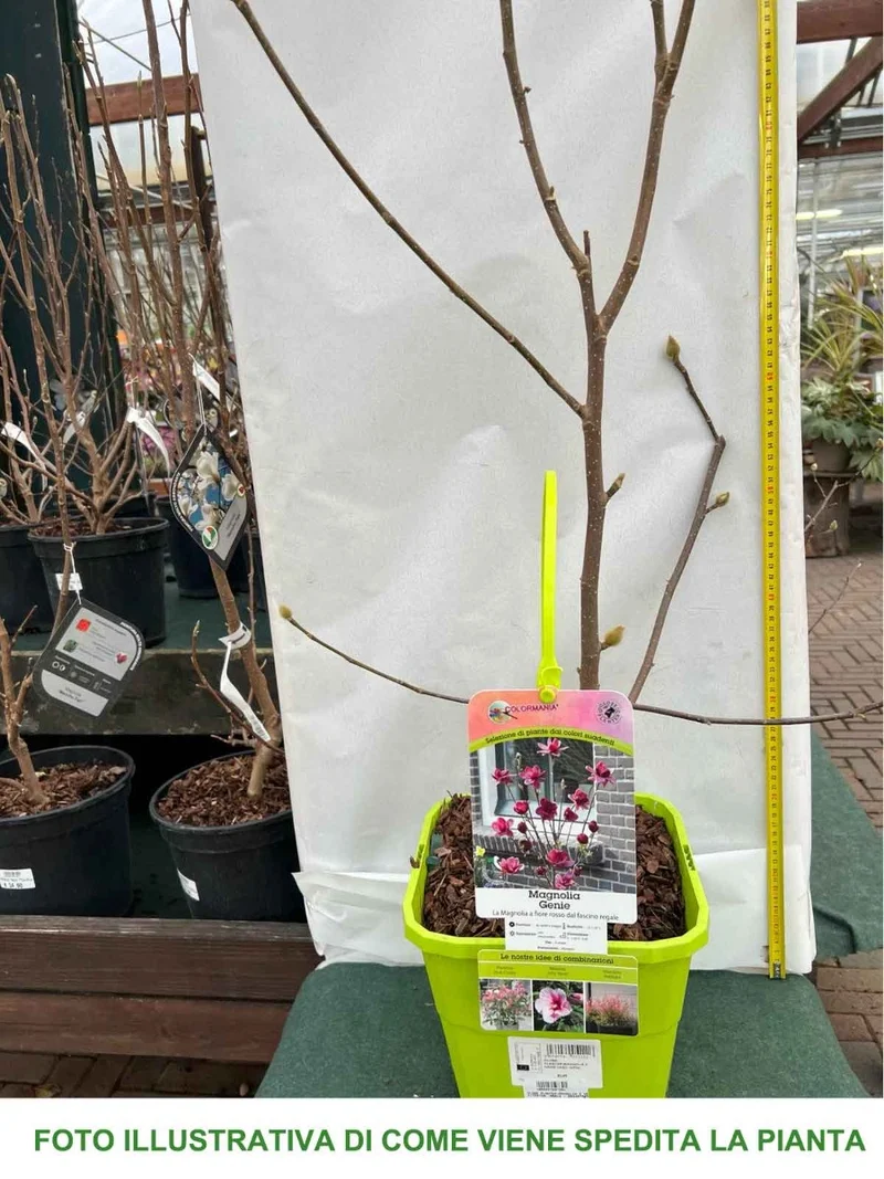 MAGNOLIA GENIE VASO 24CM