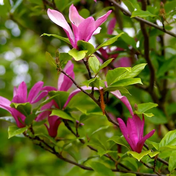 MAGNOLIA SUSAN VASO 24CM