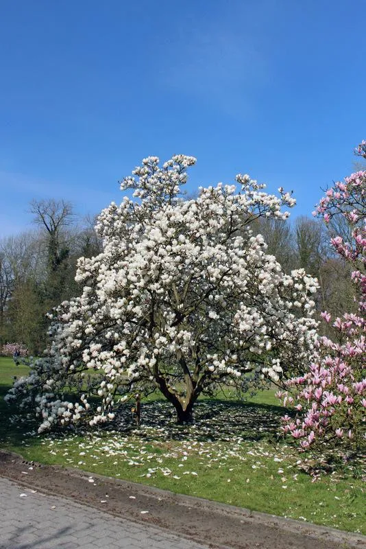 MAGNOLIA STELLATA MANCHU FAN VASO 24CM