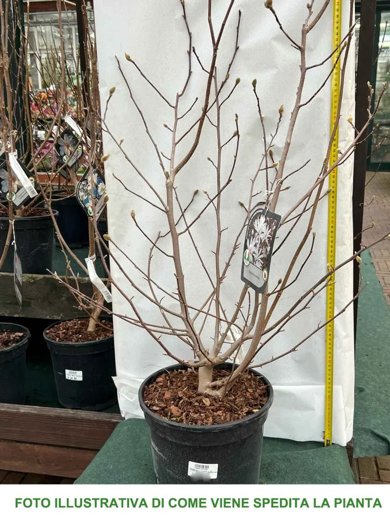 MAGNOLIA STELLATA BIANCA VASO 24CM