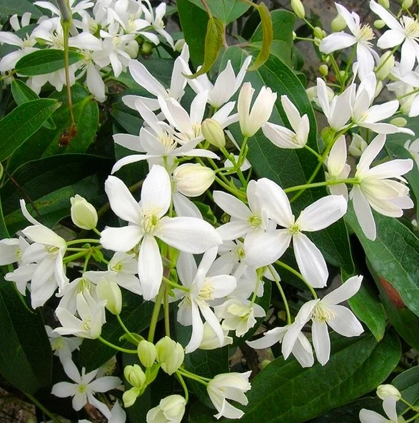 CLEMATIDE ARMANDII VASO 18CM