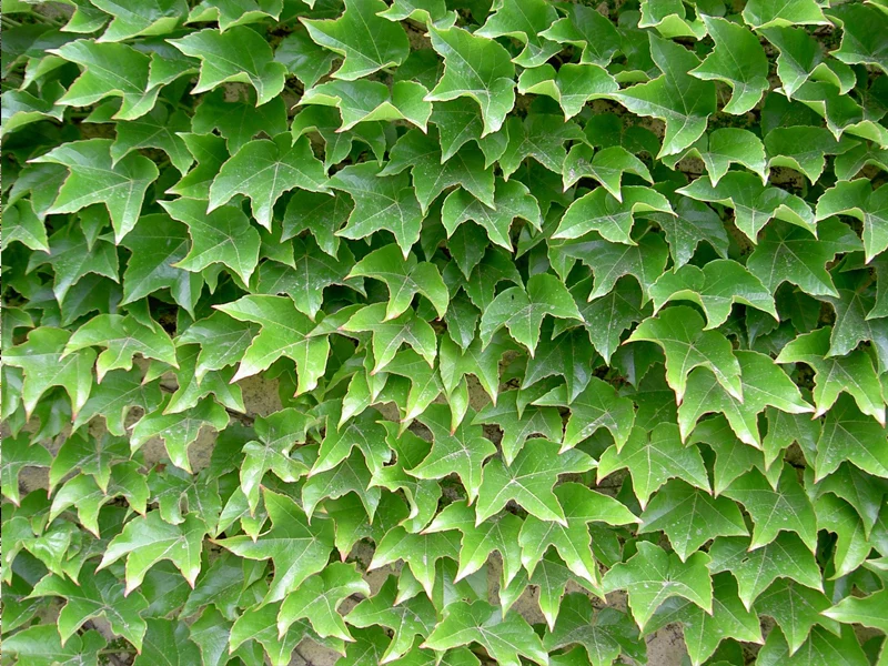 PARTHENOCISSUS QUINQUEFOLIA VASO 18CM