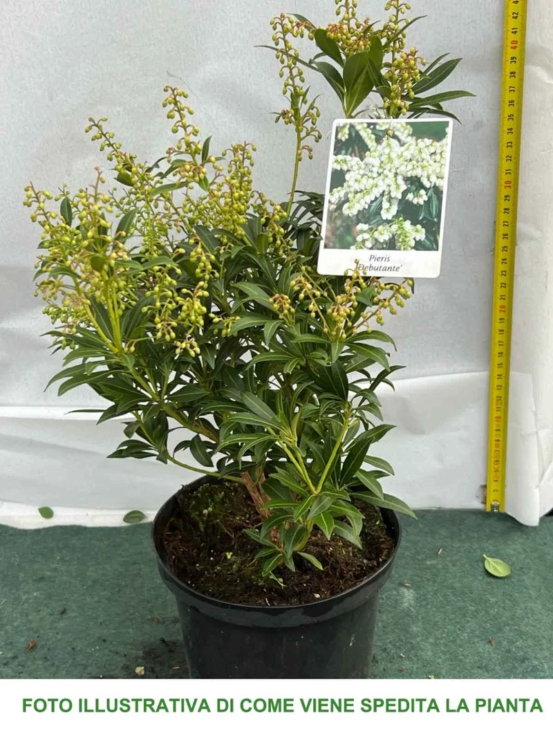 PIERIS JAPONICA DEBUTANTE VASO 17CM