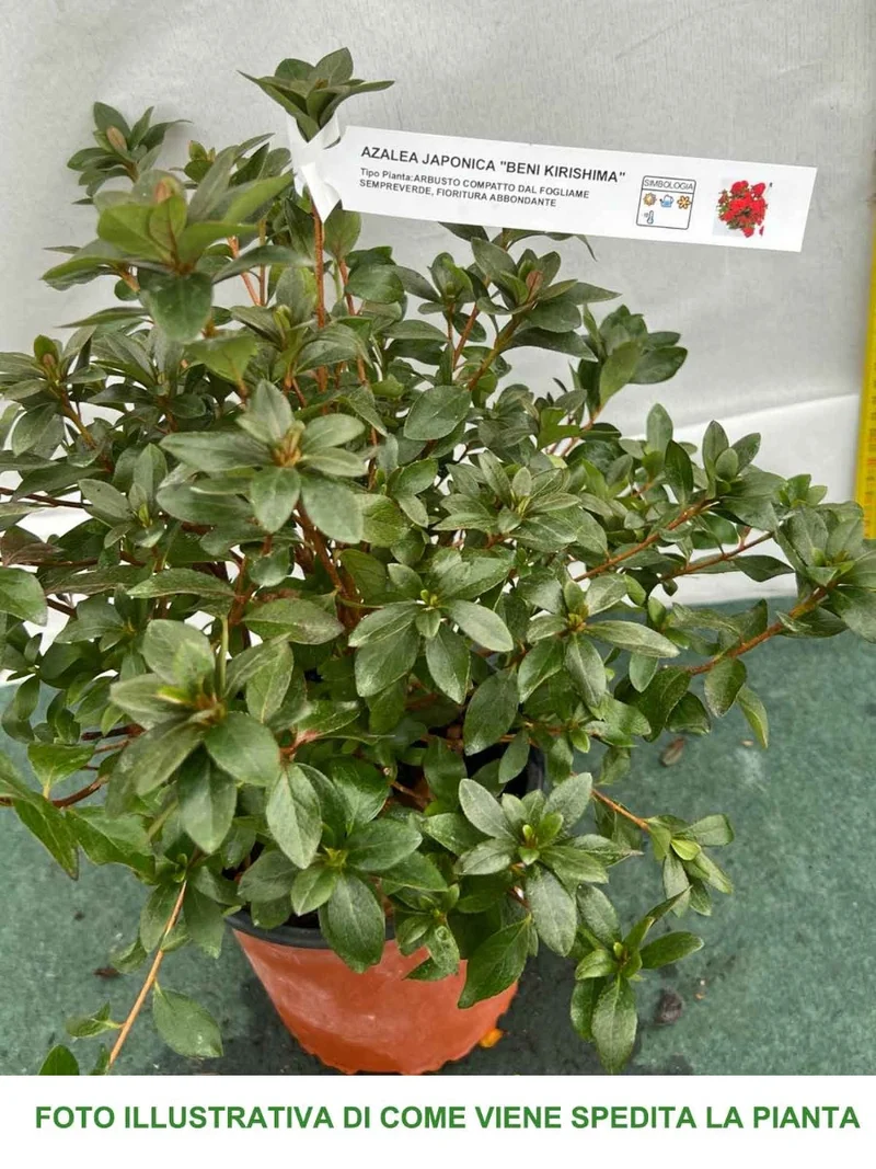 AZALEA JAPONICA BENI KIRISHIMA VASO 15CM