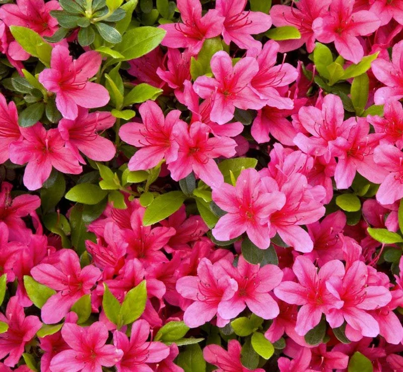 AZALEA JAPONICA RUSTICA COLORE ASSORTITO VASO 17CM