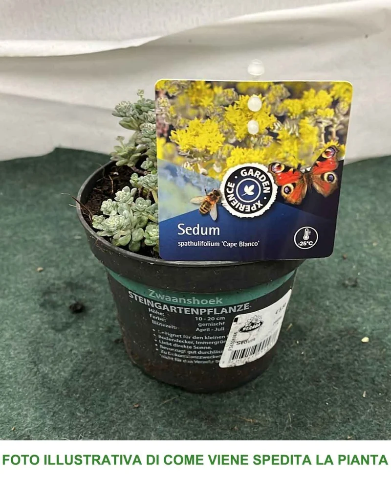 SEDUM SPATHIFOLIUM CAPE BLANCO VASO 13CM
