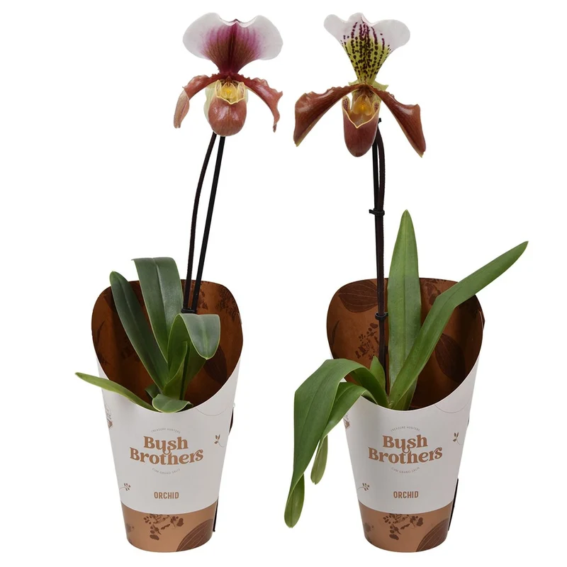 ORCHIDEA PAPHIOPEDILUM COLORE ASSORTITO VASO 9CM