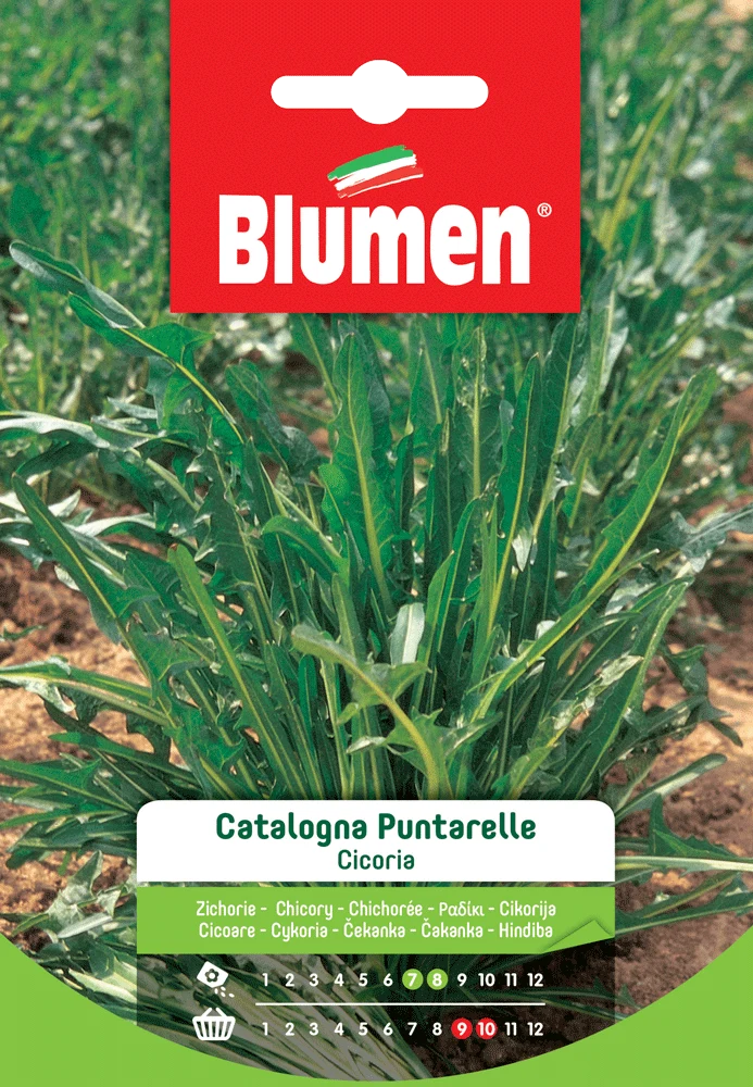 SEMI DI CICORIA CATALOGNA PUNTARELLE