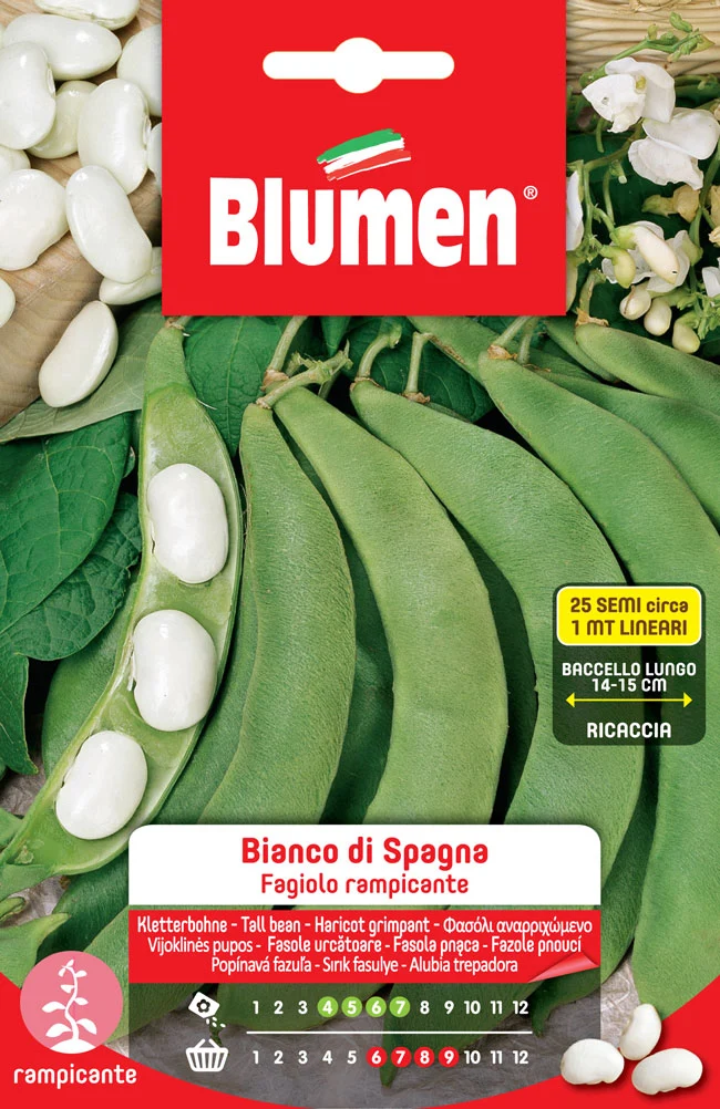 SEMI DI FAGIOLI RAMPICANTI BIANCO DI SPAGNA