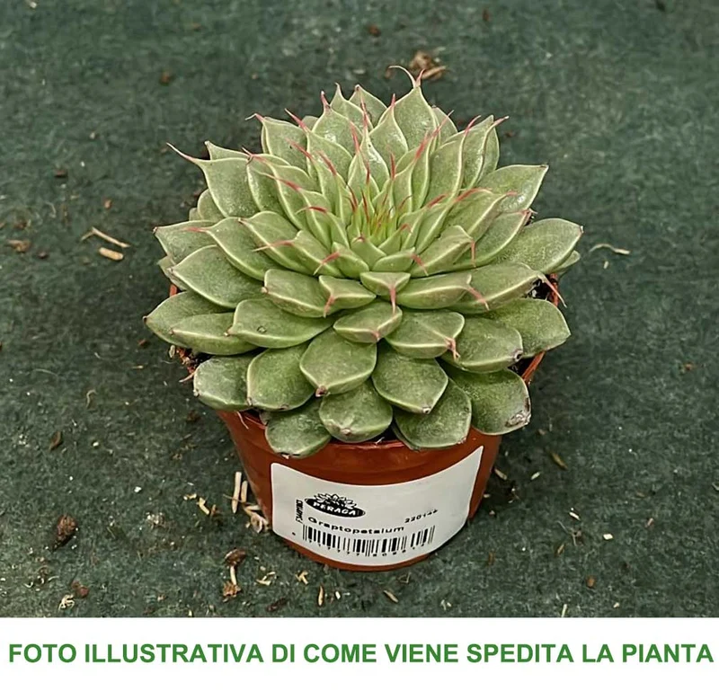 TACITUS GRAPTOPETALUM VASO 8.5CM