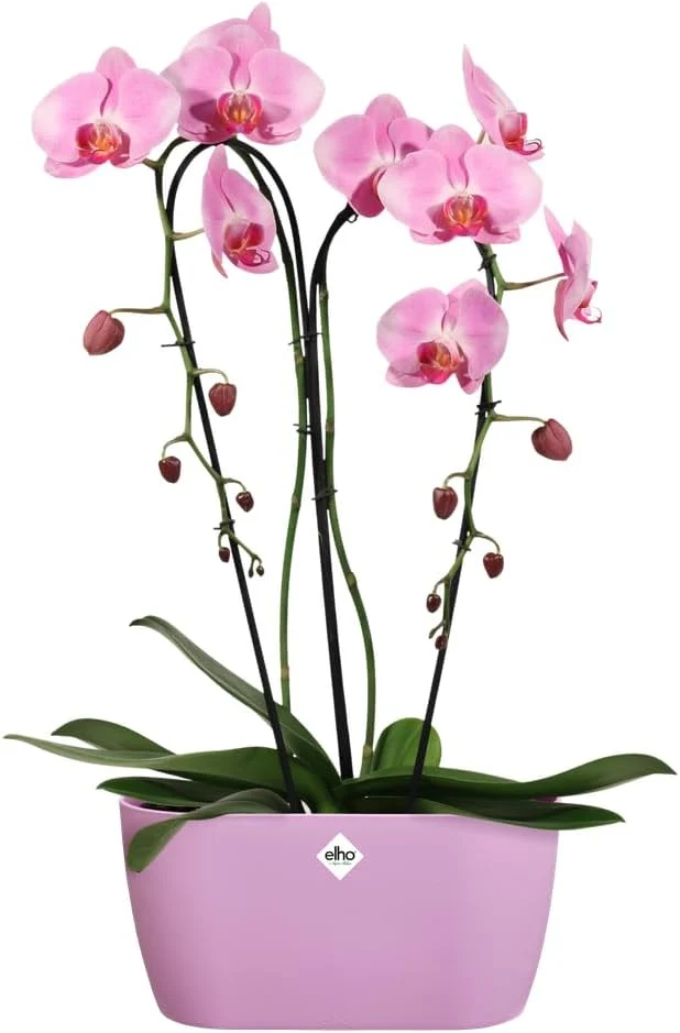 FIORIERA PER ORCHIDEE BRUSSELS ORCHID DUO 25CM VIVID VIOLET