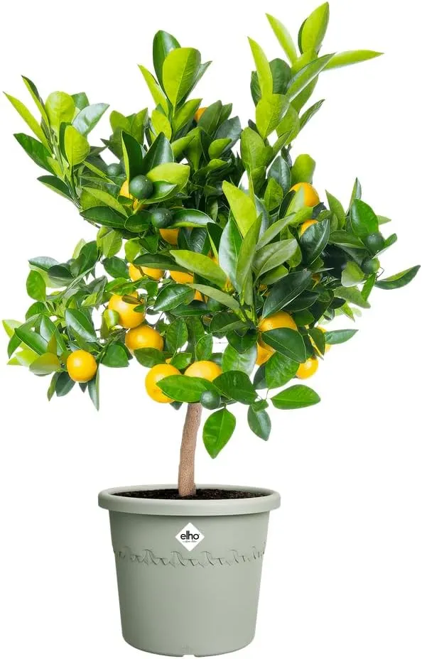 VASO ALGARVE CILINDRO 48CM VERDE TIMO