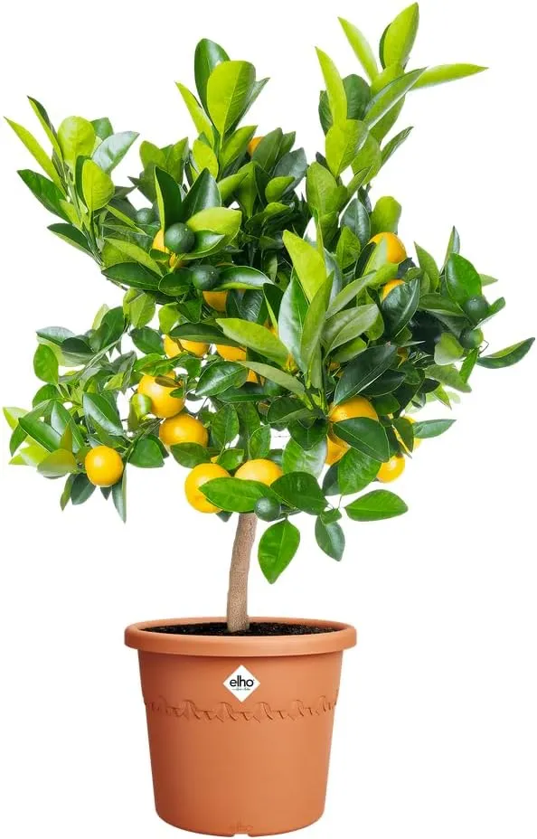 VASO ALGARVE CILINDRO 30CM TERRA