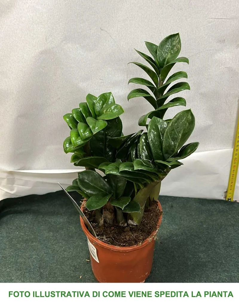 ZAMIOCULCAS ZENZI 14CM