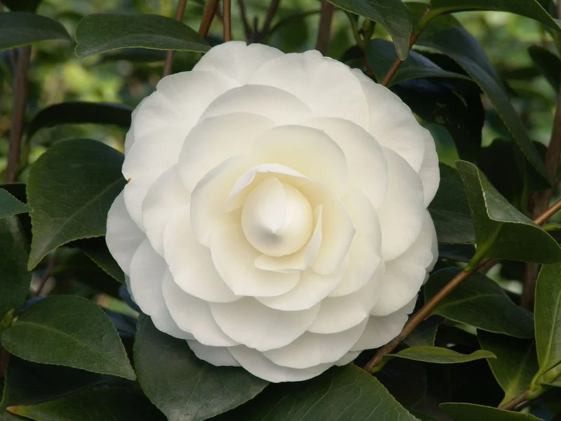 CAMELIA JAPONICA NUCCIO'S GEM VASO 19CM