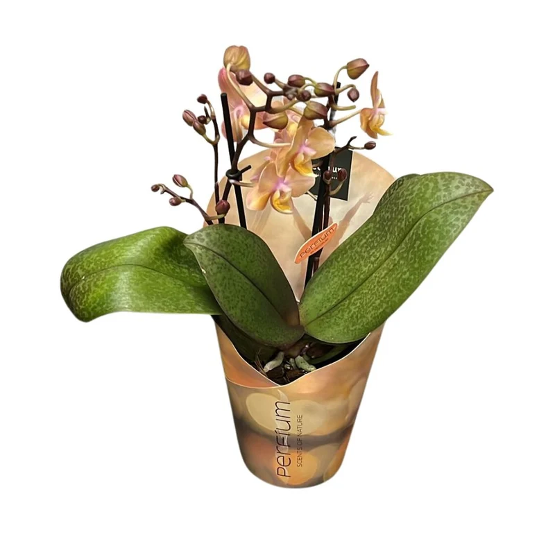 ORCHIDEA PHALAENOPSIS PROFUMATA ROSA VASO 12CM