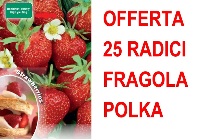 OFFERTA FRAGOLA POLKA 25 PIANTE A RADICE NUDA