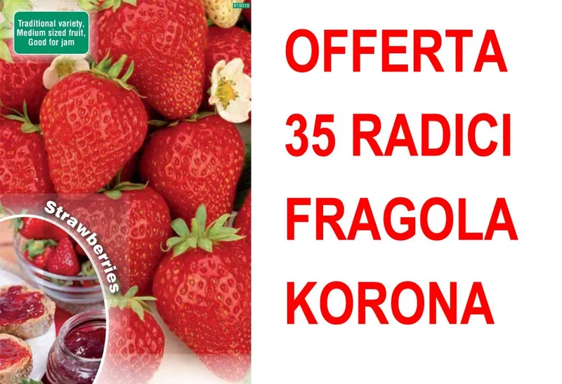 OFFERTA FRAGOLA KORONA 35 PIANTE A RADICE NUDA